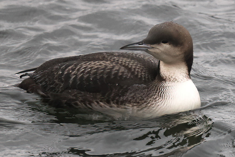 Pacific diver